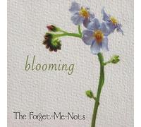 Forget-Me-Nots - Blooming