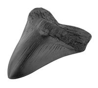 Forky Dente di squalo Megalodonte, Denti di squalo da 5 pollici Modello Replica di dente di squalo facile da pulire Decorazione domestica Denti di squalo nero Fossile Biologia marina Oggetti
