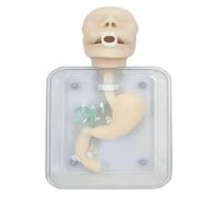 Formazione flessibile for colonscopia virtuale, formazione for chirurgia gastroduodenale simulata, modello di formazione for gastroscopia ed endoscopia, for la formazione medica infermieristica
