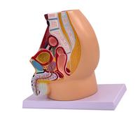 Formazione sul modello di anatomia riproduttiva del bacino, struttura Male