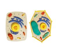 Forniture didattiche in aula di biologia Set di modellazione della struttura cellulare con componenti in legno facili da usare Set scientifico Materiali per progetti scientifici