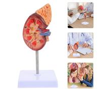 Forniture per laboratori didattici di visualizzazione del anatomico a