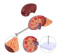 Forniture per laboratori didattici di visualizzazione del modello anatomico a