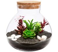 Forniture Per Ufficio Di Cork Giara Terrarium Bottiglia in Barattoli
