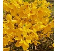 forsizia d'appartamento esotiche giardino roccioso giardino Aiuole rialzate per il arredamento del soggiorno varietà antiche biologiche balcone 500semi