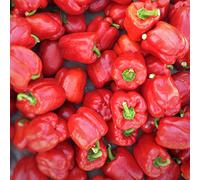 Forte Adattabilità E Facile Sopravvivenza Le Famiglie Ordinarie Possono Piantare E Sperimentare Il Divertimento Di Piantare E Raccogliere 10 Pezzi Semi Di Peperone Rosso Seeds ONLY