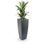 Forvega - Vaso Juno, altezza 75 cm, design senza tempo, ottima qualità, da interno e da esterno, adatto ad ogni pianta, antracite