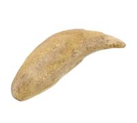 Fossile Decorativo Resina Beige, Modello Dente Canino | Studio e Vetrina Museale, Oggetto da Collezione, Supporto Didattico per Biologia, Finitura Naturale