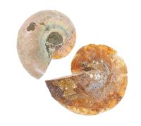 Fossile di Ammonite Vero 2 Pezzi, Campione Didattico Decorativo | Superficie Liscia, per Studenti di Geologia e Dimostrazioni Insegnanti, Adatto a Vetrine e Supporti