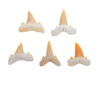 Fossile di Dente di Squalo, Marino Autentico, 1,5-2,5 Pollici | Superficie Grezza, Stile Retrò, per Decorazione da Scrivania Scientifico in Aula
