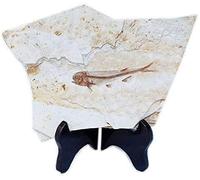 Fish Fossil Real proviene dalla Cina del Liaoning occidentale 150 milioni di anni fa