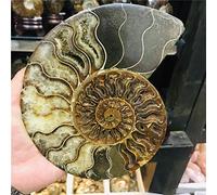 Fossili del Madagascar di Grandi Dimensioni, Pietre Naturali di Ammonite Iridescente E Esemplari di Minerali Bellissimi,600 660 G,outstanding78