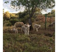 Josephine Foster No Harm Done (CD) Album