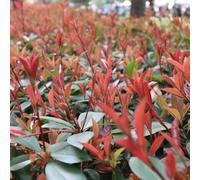 fotinia Photinia pluriennale per i luoghi soleggiati resistente 100semi