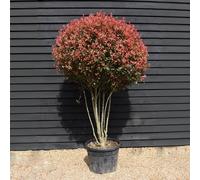 Fotinia "Photinia x fraseri Red Robin multi stem" mastello ø50 h. 170/200 cm