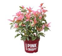 Fotinie Pink Crispy®, arbusto ornamentale, pianta da giardino, arbusto sempreverde, fogliame decorativo, foglie rosa accattivanti, arbusto facile da pulire, crescita compatta, attraente tutto l'anno,