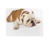 Fotografia di un bulldog inglese triste e stanco con un puzzle marrone crema per adulti da 500 pezzi - Puzzle in legno per adulti e anziani