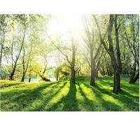 Fotomurale Paesaggio Dell'albero Forestale Carta da Parati Sole in Riva Al Fiume 3D Fotomurali In Tessuto Non Tessuto 350x256 Parete Camere da Letto Pareti Murale Poster Giganti a-7781