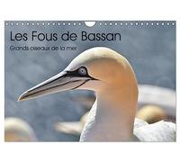 Fous de Bassan - Grands oiseaux marins (Calendrier mural 2026 DIN A4 vertical), CALVENDO calendrier mensuel: A la découverte d'un excellent plongeur: le Fou de Bassan