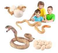 Fowybe Giocattolo del Ciclo di Vita del Serpente - Modello del Ciclo di Vita,Modello di Uovo di Serpente Giocattolo Modello di Cucciolo di Serpente, Puntelli didattici per l'Istruzione per Bambini