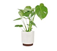 Fox & Fern Enspijk Fioriere