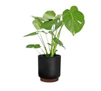 Fox & Fern Enspijk Fioriere