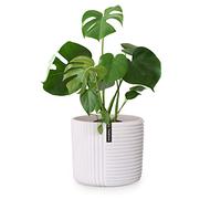 Fox & Fern Vasi da Esterno, Vasi per Piante da Esterno e Interno, Resistenti a Raggi UV e Gelo, Vaso Grande da Interno con Tappo di Scarico, Fioriera da Esterno in Polystone, Vaso da Esterno Singolo