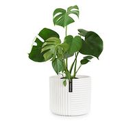 Fox&Fern vaso da fiori M con struttura a linee - vaso grande da 24 cm con drenaggio dell'acqua - adatto per supporto da fiori Fox&Fern M (25 cm di diametro) - colore: bianco