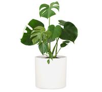 Fox & Fern Venlo Fioriera