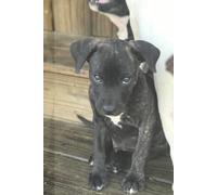 Fox & Goose Ranch: Blackout Puppy