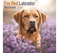 Fox Red Labrador Retriever 2026 Calendar | Square Wall Calendar | Dog Breed Gift | Plastic Free Packaging | by Avonside Publishing