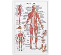 FQHIDMOMX Body Anatomy Poster Human Muscle System Educational Wall-Art for Gym Classroom Home(Unframed,08x12inch(20x30cm))