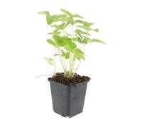 Fragola di Bosco Fragaria Vesca, per Bordure e Giardino, Set 60 Pezzi, Ø9cm