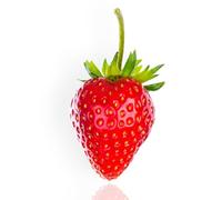 FRAGOLA DULCINEA - 4 STAGIONI - mazzi da 10 radici