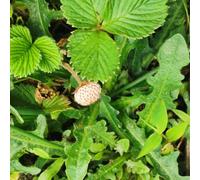 fragola selvatica antiche varietà rara copertura del terreno 300semi