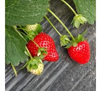 fragole, fragola antiche varietà di interno giardino d'appartamento esotiche resistenti in vaso balcone, colonnare 150semi
