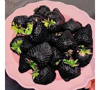 fragole - rampicanti fragola rialzata giardino sul balcone biologico, varietà antiche resistenti in vaso giardino roccioso, 400semi