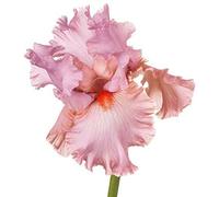 Fragranza Fresca 6 Pezzi Bulbi Di Iris Rosa Forma Diversa Bouquet Composizione Floreale Eccellente Abimento Collezione Cortile Privato Varietà Metodo di Semina Semplice