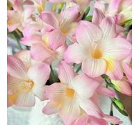 frangipane Decorazione da giardino,meravigliosamente luminosi con giardino to,da Piantabalcone Piccoli per il,colorati in crescita Propagazione dei 400Seme