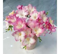 frangipane giardino to,pianteda giardino pianteesotiche,lungo periodo di per un resistenti in vaso,semi di Piccoli per il 50Seme