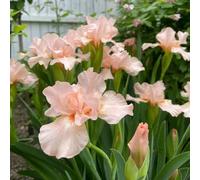 frangipane Piantada balcone da giardino piantegiardino resistenti vaso per pianted'appartamento Piccoli per il,colorati esotiche,lungo periodo 400Seme
