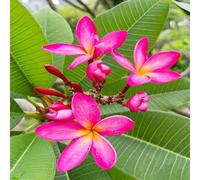frangipane Piccoli per il giardino,colorati Propagazione dei semi,decorazioni per giardini esterni da giardino Piantada balcone vaso in crescita semi 50Seme