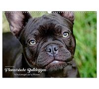 Französische Bulldoggen - Schutzengel auf 4 Pfoten (Wandkalender 2026 DIN A3 quer), CALVENDO Monatskalender: Die Fotografin Kerstin Grüttner hält für ... hochqualitativen Fotojahreskalender fest.
