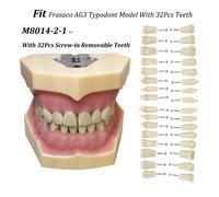 Frasaco AG3 Typodont Fit Dental 32 Pezzi Cacciavite Pratica Riempimento Gomma Morbida Gingivae Denti Modello M8014-2-1 Denti di Ricambio
