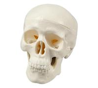 Fravsiu Human Skull, Skeleton Head Model, Realistic Small Skull with Halloween Crafts Decoration, Classroom Anatomy Teaching Study Learning Aid, Educational Tool for Students and Professionals
