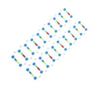 FRCOLOR 2 pezzi Kit Componente Molecolare Dna Doppia Spirale Didattico Scientifico per Apprendimento Genetica e Struttura Dna Strumento Educativo per Scuole e Laboratori
