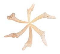 FRCOLOR 6pezzi Collana Dente Squalo Natural Fossile Leggero e Sicuro Per Ragazzo Ragazza Ragazzi Moda Diy Jewelry