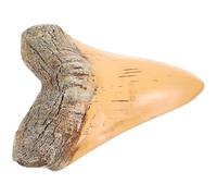 FRCOLOR Dente di Squalo Megalodon in Resina Fossilizzata Realistica Decorazione da Scrivania Leggera e Compatta Idea Regalo per Amanti della Preistoria e del Passato