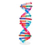 FRCOLOR Dna Doppia Strumento Educativo Interattivo per La Kit Assemblaggio per Insegnamento Della per e Musei Scientifici