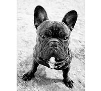 French Bulldog Dog Puppy Black White Photo Art Large Art Print Poster Wall Decor 18x24 inch